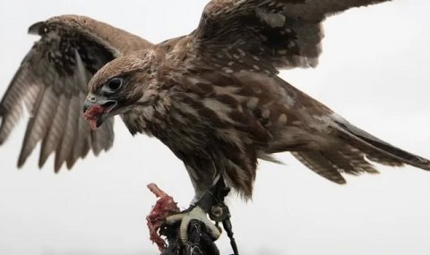 Туркменский сокольник рассказал о необычном напарнике во время охоты