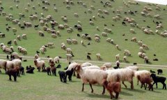 Животноводы Марыйского велаята Туркменистана завершили окотную кампанию