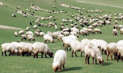 В Лебапском велаяте наращивается производство мяса