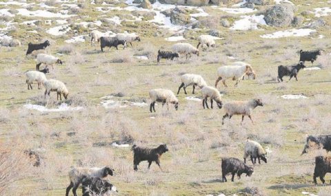 Животноводы Марыйского велаята укрепляют продовольственную безопасность региона