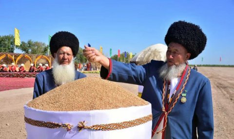 В Геокдепинском этрапе продолжается работа по уходу за пшеницей