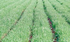 Поля Балканского велаята готовят к высокому урожаю пшеницы