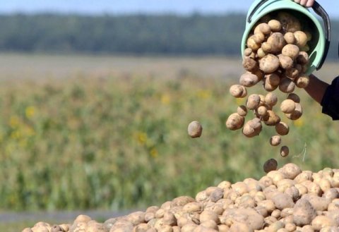 «Zehin açary» наращивает выпуск сельхозпродукции в Туркменистане