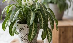 Комнатные растения заменяют дорогие очистители воздуха