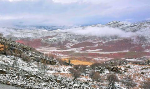 Уникальные растения Койтендагского ущелья привлекают исследователей