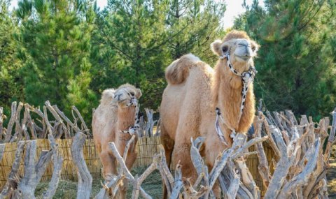 В Туркменистане развиваются меры по экологически чистому сельскому хозяйству