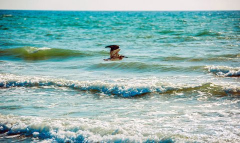 Туркменские эксперты участвуют в экологическом форуме прикаспийских стран