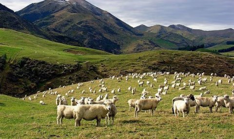 Лебапские животноводы подготовили стабильную базу для зимовки животных