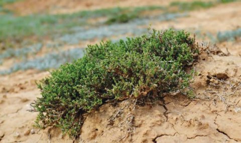 Туркменистан усиливает изучение солеустойчивых растений