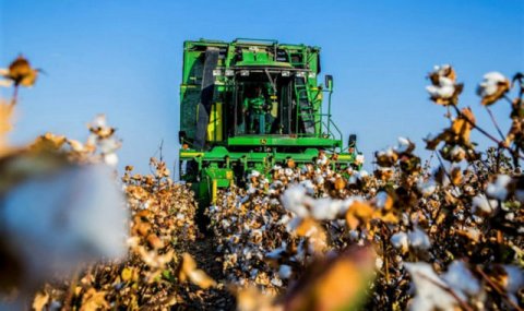 В Туркменистане ведется уборка хлопка и посев пшеницы