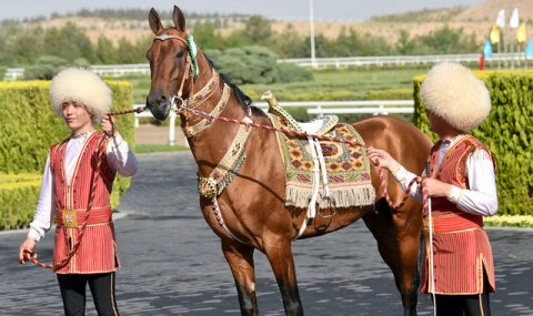 Туркменские ахалтекинцы стали все более популярными среди туристов из Китая